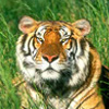 Wildlife